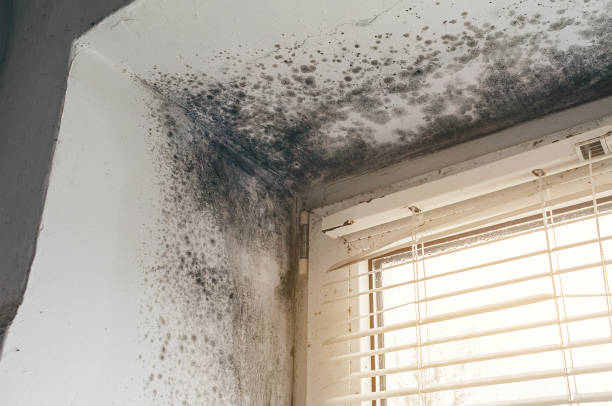 Affordable Mold Inspection And Testing solutions in Springfield, IL